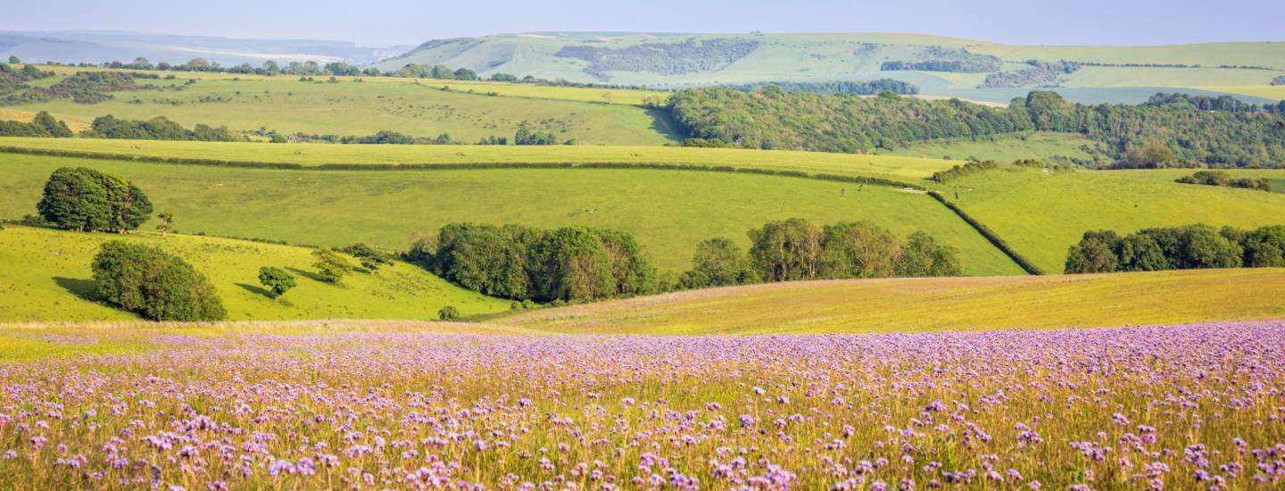 east sussex fields flowers near ditchling