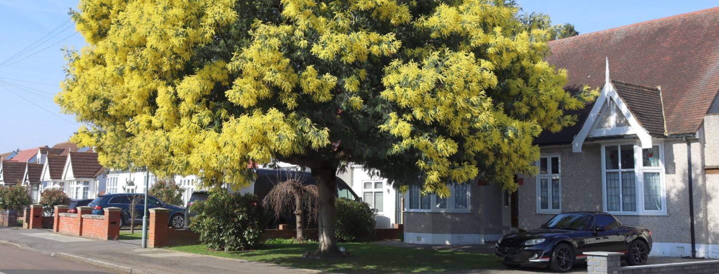 flowering tree ilford street houses